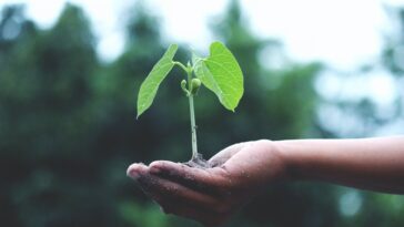 person holding a green plant