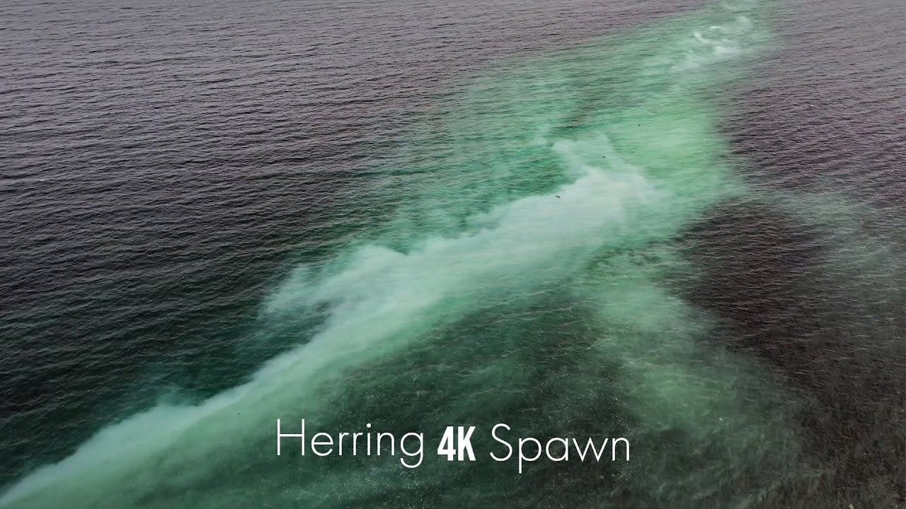 Watch Unbelievable Footage Of Herring Spawning Off the BC Coast - THE ...