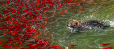 Bear going for a swim and being avoided by salmon.
