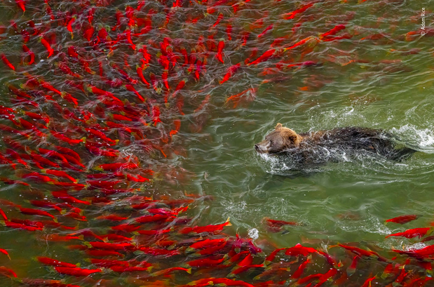 Bear going for a swim and being avoided by salmon.