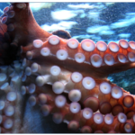 Octopus attaches itself to local diver's face.