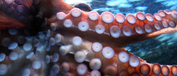 Octopus attaches itself to local diver's face.
