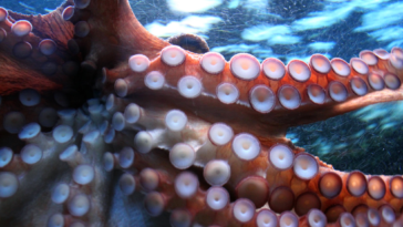 Octopus attaches itself to local diver's face.