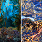 Kelp forests; valuable assets to our ecosystems.