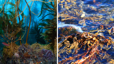 Kelp forests; valuable assets to our ecosystems.