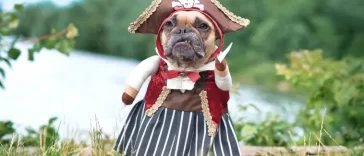 French Bulldog dog pirate bride standing at waterfront.