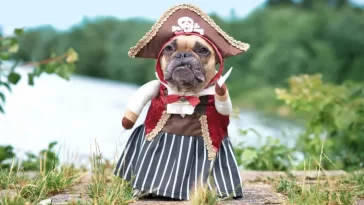 French Bulldog dog pirate bride standing at waterfront.