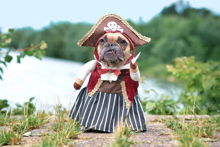 French Bulldog dog pirate bride standing at waterfront.