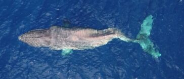 It was confirmed that Moon was the same whale spotted off the coast of Maui and in B.C.