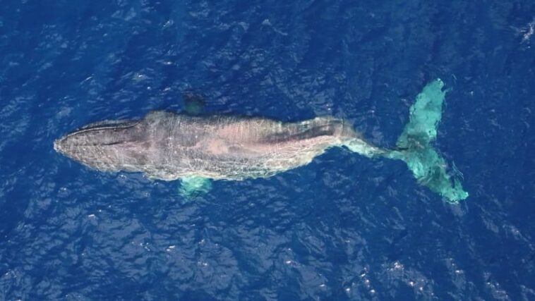 It was confirmed that Moon was the same whale spotted off the coast of Maui and in B.C.
