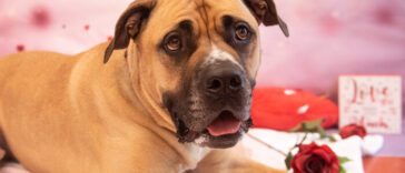 Meet Hank! Hank is a lovely boy looking for a strong and confident human to join his family! Hank enjoys playing fetch and loves playing with toys. Could Hank steal your heart this Valentine's Day? With adoption fees reduced by 50%, there has never been a better time to adopt!