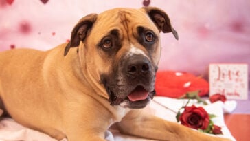 Meet Hank! Hank is a lovely boy looking for a strong and confident human to join his family! Hank enjoys playing fetch and loves playing with toys. Could Hank steal your heart this Valentine's Day? With adoption fees reduced by 50%, there has never been a better time to adopt!