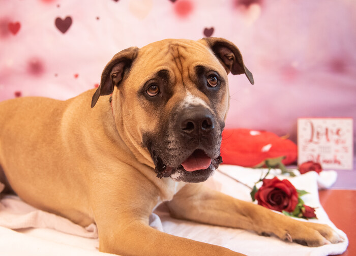 Meet Hank! Hank is a lovely boy looking for a strong and confident human to join his family! Hank enjoys playing fetch and loves playing with toys. Could Hank steal your heart this Valentine's Day? With adoption fees reduced by 50%, there has never been a better time to adopt!