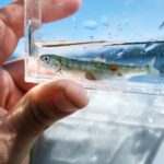 A group of 16 scientists is alleging that Fisheries and Oceans Canada (DFO) has committed "scientific failings" by underestimating the danger posed by sea lice from salmon farms.