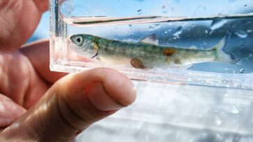 A group of 16 scientists is alleging that Fisheries and Oceans Canada (DFO) has committed "scientific failings" by underestimating the danger posed by sea lice from salmon farms.