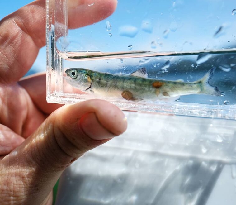 A group of 16 scientists is alleging that Fisheries and Oceans Canada (DFO) has committed "scientific failings" by underestimating the danger posed by sea lice from salmon farms.
