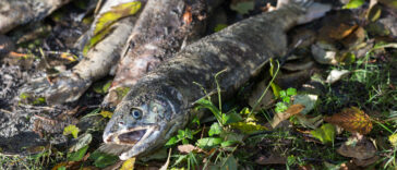 Dead salmon.