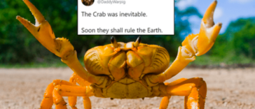 Did you know that crabs possess compound eyes, enabling them to have a panoramic view of their surroundings? With thousands of tiny individual lenses, their eyes provide a remarkable visual acuity, allowing them to spot potential prey and predators with astonishing precision.