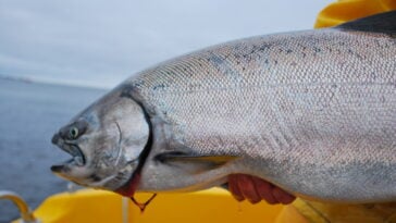 The Pacific salmon species include Chinook (king), Coho (silver), Sockeye (red), Pink, and Chum (dog) salmon. They play vital ecological and economic roles, with distinct flavors and characteristics, supporting ecosystems and communities along the Pacific coast.