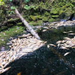 Drought-related hardships compound the challenges that salmon already face due to habitat degradation and overfishing.