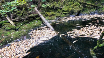 Drought-related hardships compound the challenges that salmon already face due to habitat degradation and overfishing.