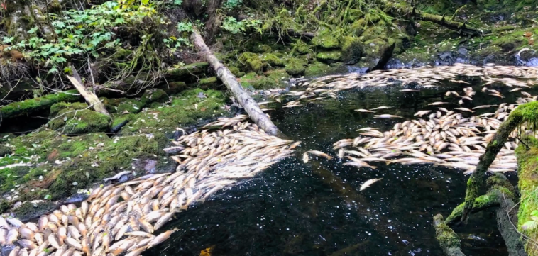 Drought-related hardships compound the challenges that salmon already face due to habitat degradation and overfishing.