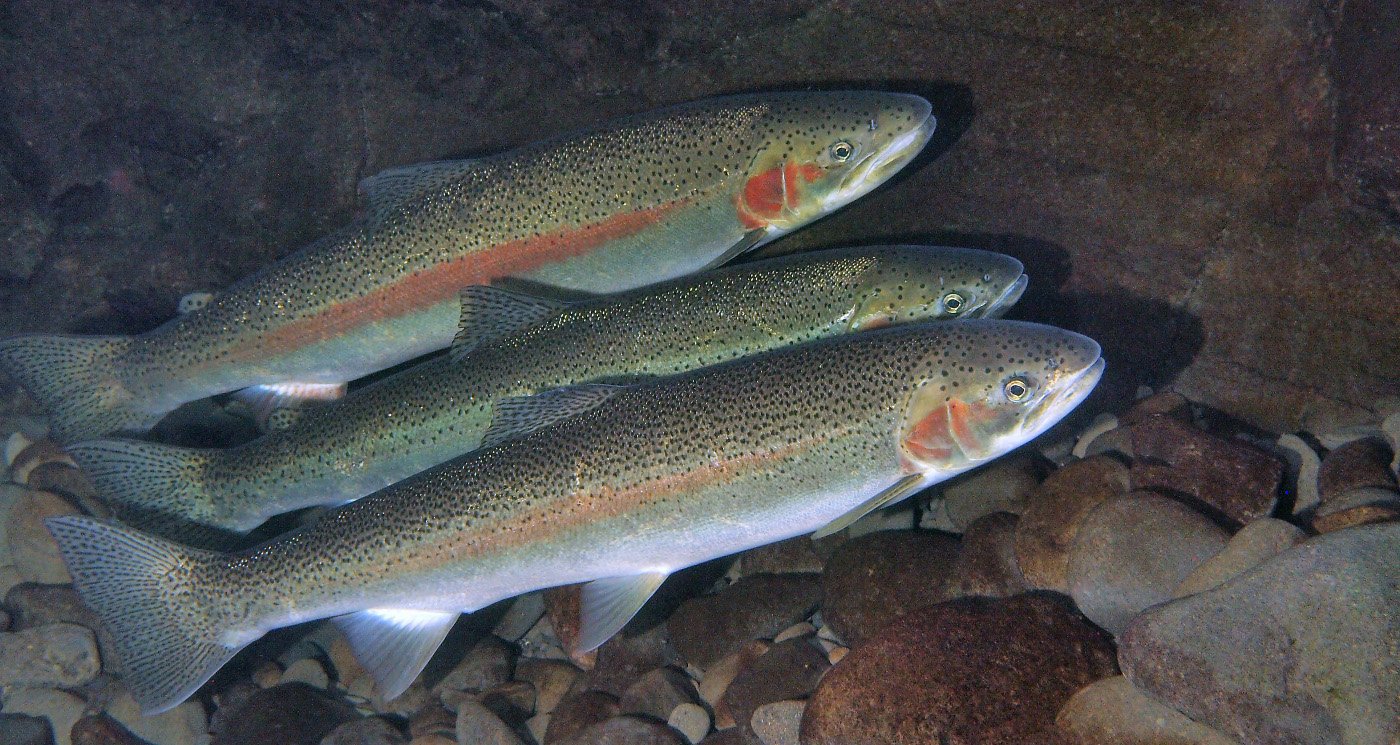 Steelhead trout have a complex life cycle that involves both freshwater and saltwater environments. They are born in freshwater streams, where they spend their early years as "parr" (young fish with distinct markings). As they grow, some individuals undergo smoltification, a physiological process that prepares them for migration to the ocean. Photo Credit: Oregon State University.