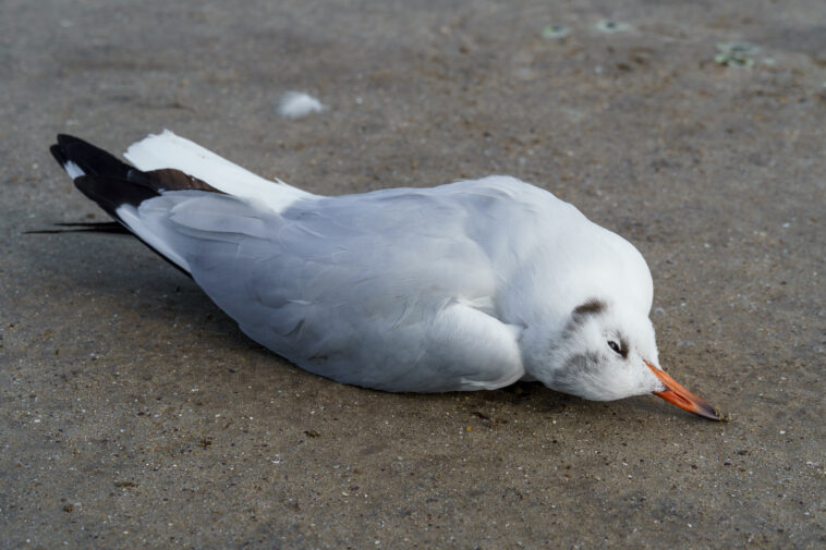 High ocean temperatures can directly stress seabirds, affecting their ability to regulate body temperature, find food, and rear their young. Indirect effects include changes in prey availability, as heatwaves can disrupt the marine food chain and affect the distribution and abundance of the prey that seabirds rely on.
