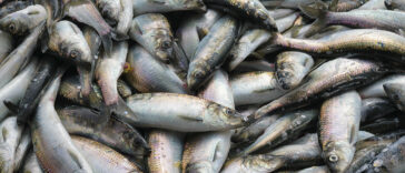 Fresh Pacific herring ( Clupea pallasii ) catch. Closeup.