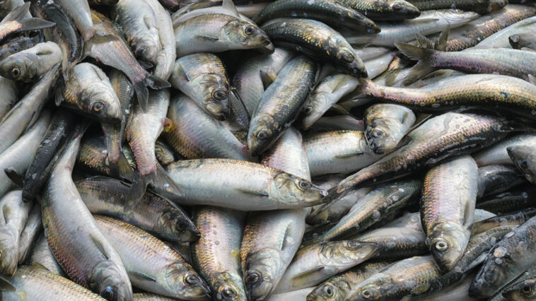 Fresh Pacific herring ( Clupea pallasii ) catch. Closeup.