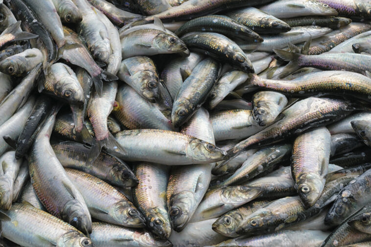 Fresh Pacific herring ( Clupea pallasii ) catch. Closeup.