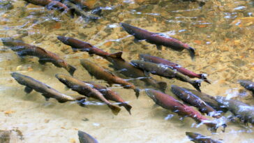 King Salmon Spawning