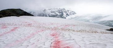 watermelon snow on a hiking trail in Alaska