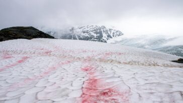 watermelon snow on a hiking trail in Alaska