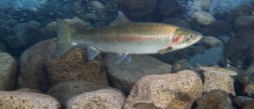 steelhead trout