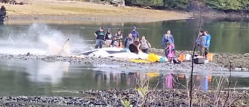 Concerned individuals trying to help a beached orca.