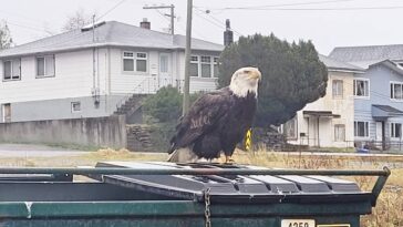 An eagle perched on a dumpster in downtown Prince Rupert.