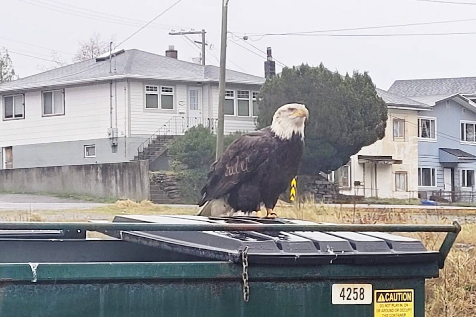 An eagle perched on a dumpster in downtown Prince Rupert.