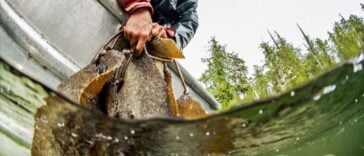 A Heiltsuk fisherman collecting herring roe attached to kelp, known as "spawn on kelp" (SOK).