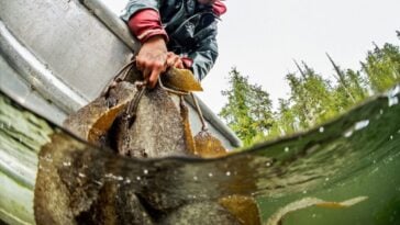 A Heiltsuk fisherman collecting herring roe attached to kelp, known as "spawn on kelp" (SOK).