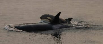 Two orcas swimming.