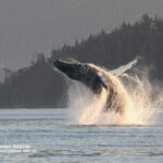 A humpback whale named Inukshuk breaching from the ocean.