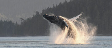A humpback whale named Inukshuk breaching from the ocean.