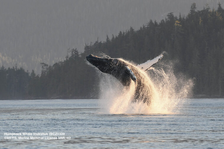 A humpback whale named Inukshuk breaching from the ocean.