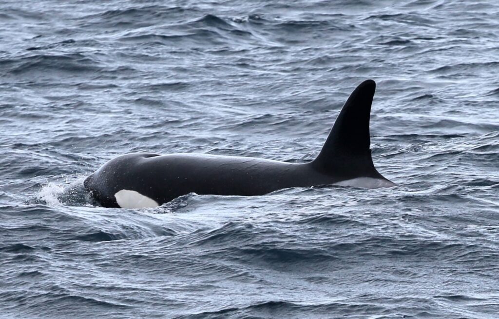 OCX043, an orca swimming in the ocean.