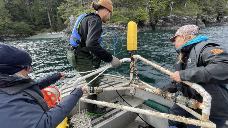 Volunteers lowering a hydrophone into the water from a boat