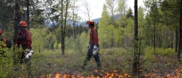 BC Wildfire Service members use drip torches to treat surface fuels during a prescribed cultural burn with the Boothroyd Indian Band on Nlaka’pamux homelands on May 2, 2024.