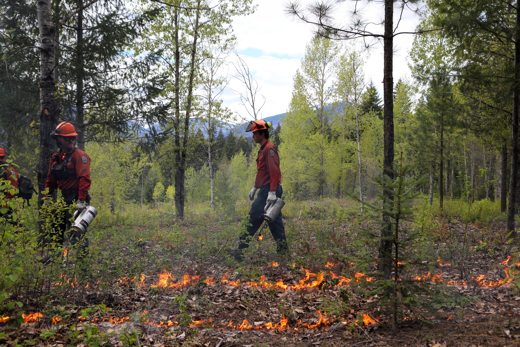 BC Wildfire Service members use drip torches to treat surface fuels during a prescribed cultural burn with the Boothroyd Indian Band on Nlaka’pamux homelands on May 2, 2024.