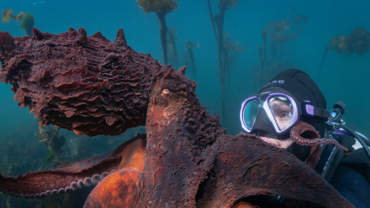 Octopus expert and diver Krystal Janicki, clad in scuba gear, poses next to a giant Pacific octopus while filming underwater