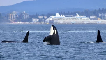 Orca whales in front of ocean cruise terminal